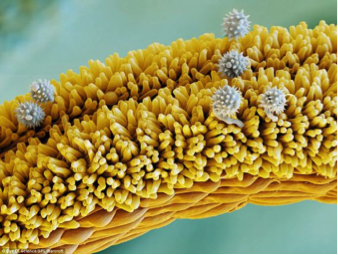 微观之下显美丽：显微镜下看花朵