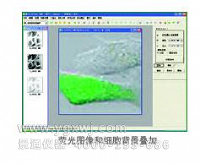 Motic Fluo1.0专业生物荧光图像分析处理软件