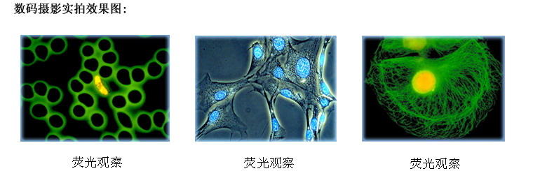 倒置荧光生物显微镜DXY-2