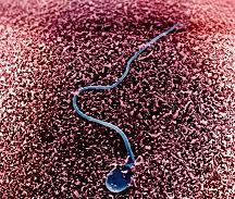 美科学家首次绘出精子3D轨迹图