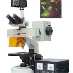 DFM-20D正置荧光显微镜