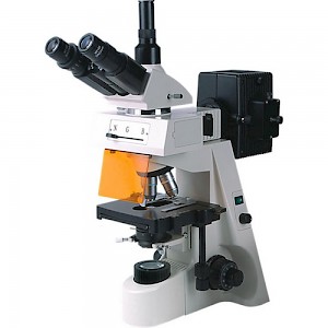 BM-19AY 荧光显微镜
