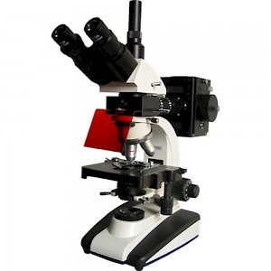BM-20AY 三目荧光显微镜