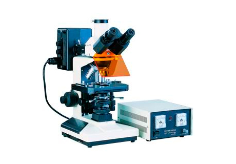 荧光显微镜使用 的图像结果