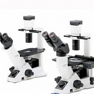 CKX41-A32FL/PH荧光倒置显微镜