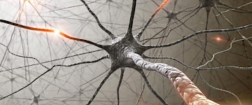 在成人大脑中新神经元的突触修剪和成熟中发现吃我信号