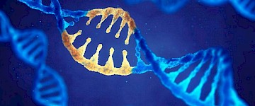 胚胎发育过程中畸形起源的遗传开关缺失