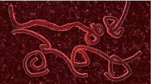 电子显微镜下埃博拉（Ebola）病毒