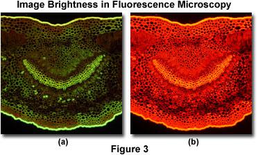 不同类型显微镜所需要的照明亮度分析（荧光，卤素，LED）