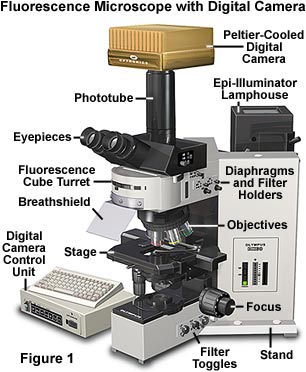 奥林巴斯显微镜在光学显微镜的数字成像