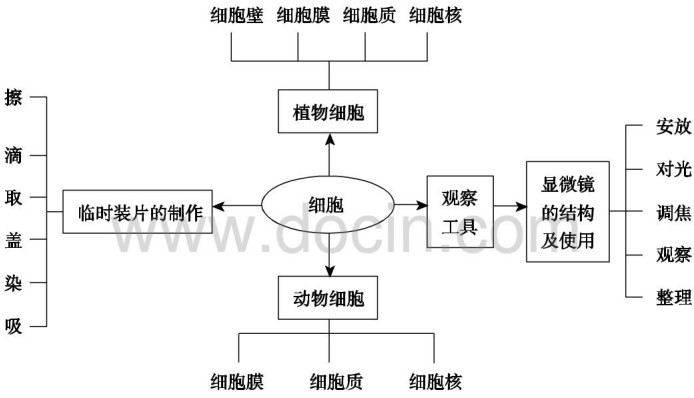 用显微镜观察细胞.