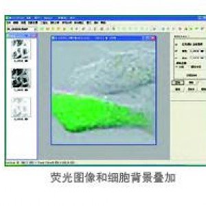 Motic Fluo1.0专业生物荧光图像分析处理软件