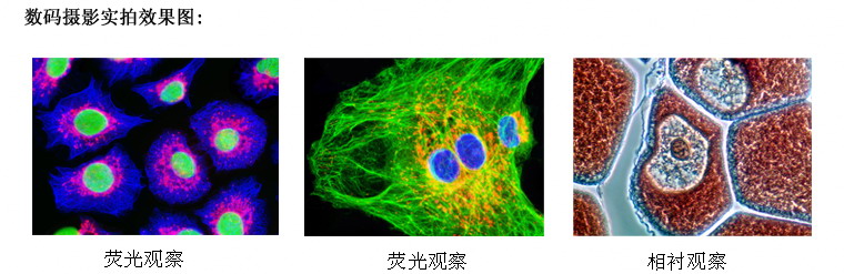 TL3201落射荧光显微镜