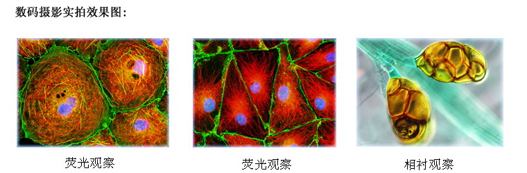 TL3001正置落射荧光显微镜