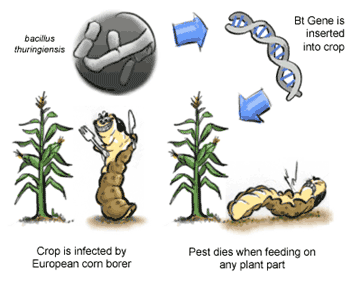 粗提DNA，为什么一部分菌株离心不下去？