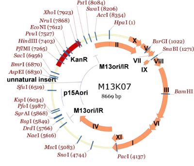 M13K07的扩增方法?下一步要提取单链DNA