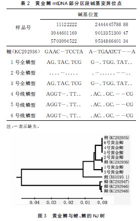 PAUP（windows版本）构建NJ树时用什么命令？