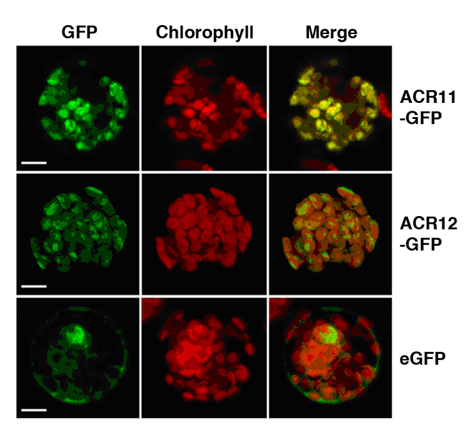阿拉伯芥的ACR11-，ACR12-GFP融合