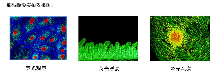 上海仪器有限公司荧光显微镜