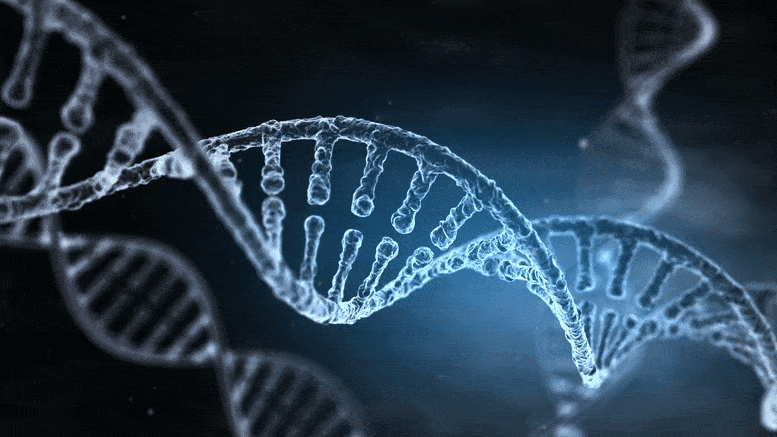 承载信息遗传的DNA