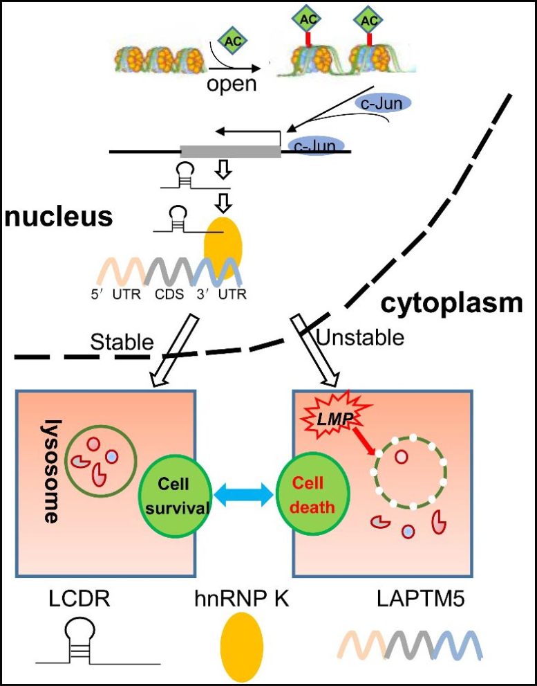 促进肺癌发病机制的 LCDR/hnRNP K/LAPTM5 轴模型